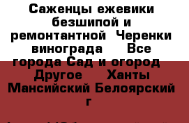 Саженцы ежевики безшипой и ремонтантной. Черенки винограда . - Все города Сад и огород » Другое   . Ханты-Мансийский,Белоярский г.